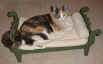 cat_bed-991226.jpg (18912 bytes)